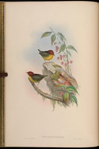 Tesia castaneocoronata = Cettia castaneocoronata de John Gould